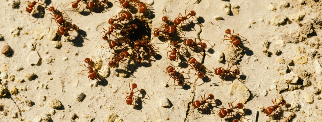The Most Common Backyard Pests Affecting Families in Lake Forest