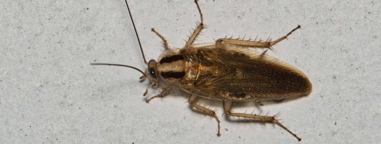 Why Are Cockroaches Becoming More Common in Certain Parts of Orange County?