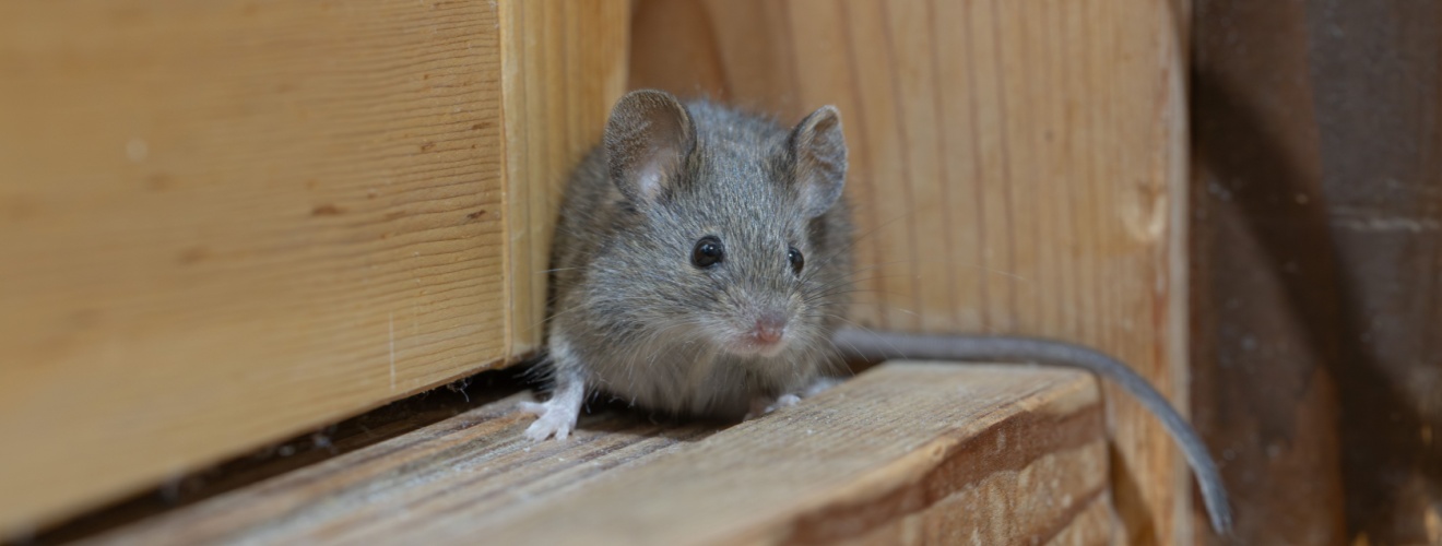 Why Rodents Start Moving Into Orange County Homes Earlier Than Most People Realize