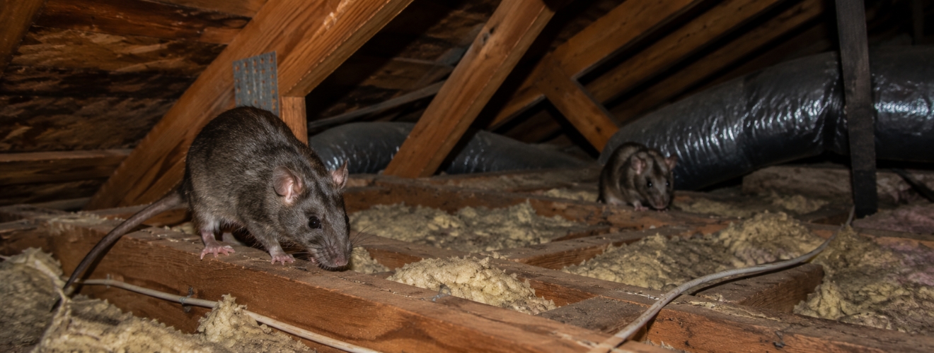 The Overwintering Pests That Invade Lake Forest Homes Every Year