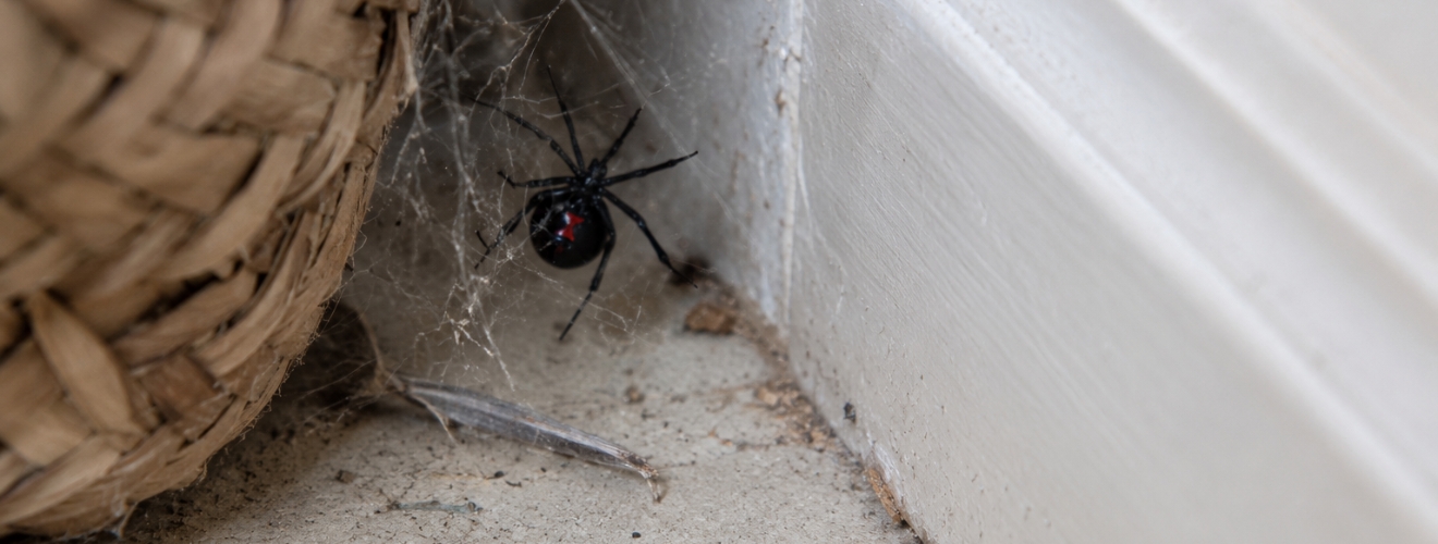 Why Am I Seeing More Spiders Around My Home in Lake Forest This Year?