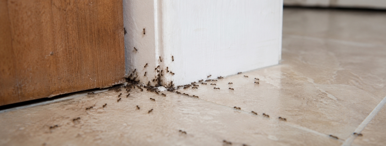Why Are Ant Problems So Bad in Lake Forest Homes During Summer?